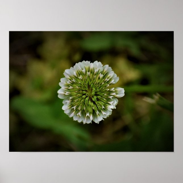Affiche Clover, (Devant)
