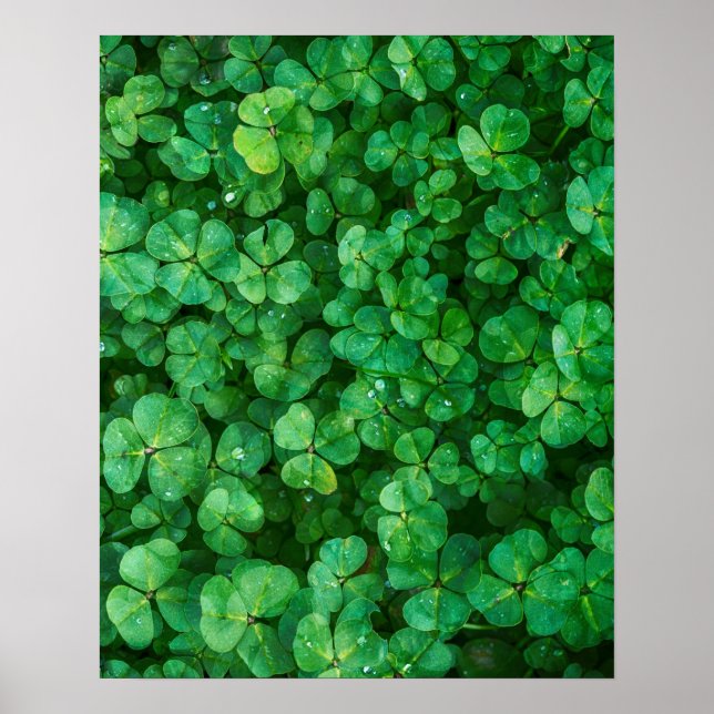 Affiche Clovers vert feuillu avec gouttelettes d'eau (Devant)