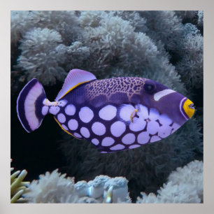 Affiche Clown triggerfish