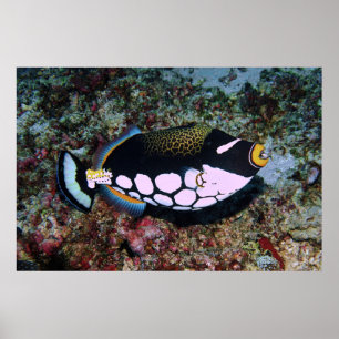 Affiche Clown triggerfish