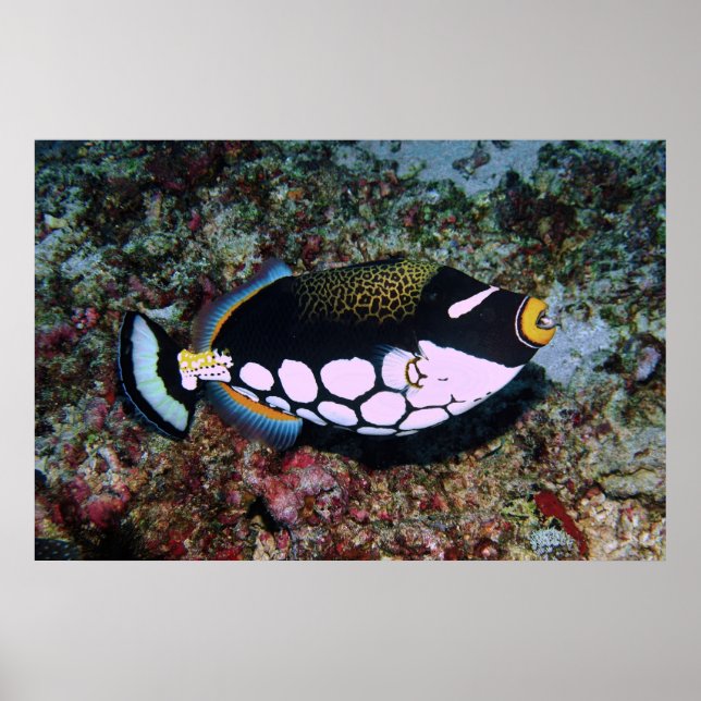 Affiche Clown triggerfish (Devant)