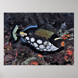 Affiche Clown triggerfish Raja Ampat
