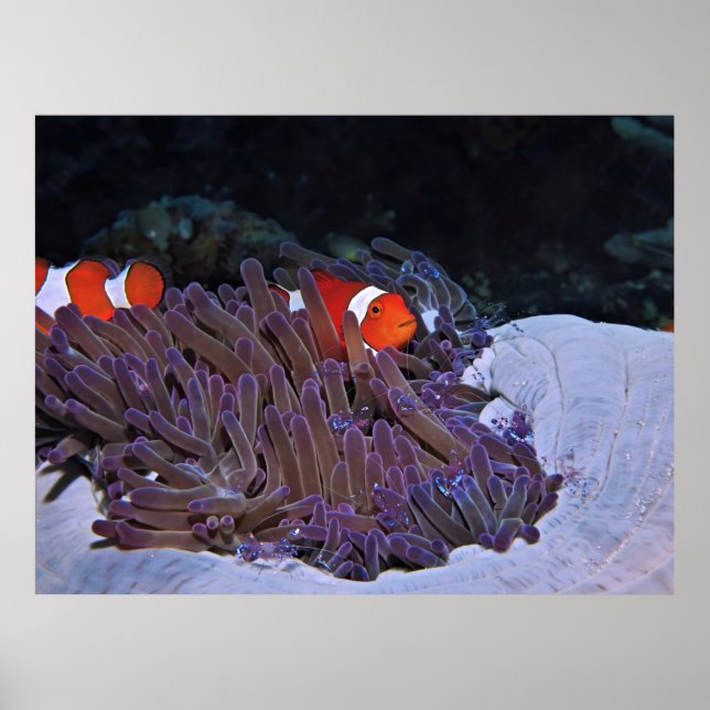 Affiche Clowns et crevettes (Devant)