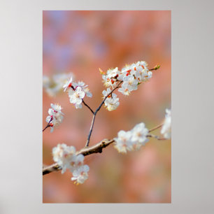Affiche Clusters De Fleurs Japonaises D'Apricot