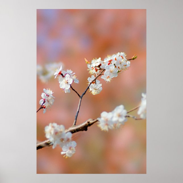 Affiche Clusters De Fleurs Japonaises D'Apricot (Devant)