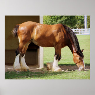 Affiche Clydesdale