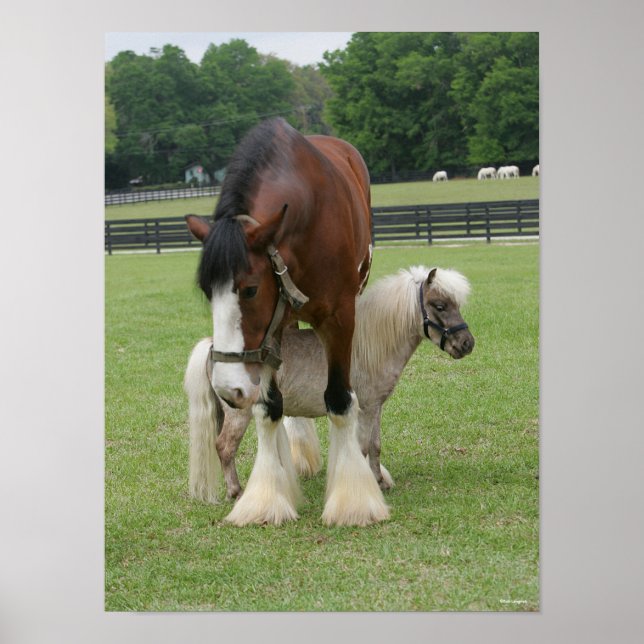 Affiche Clydesdale debout au-dessus de Miniature Pony (Devant)