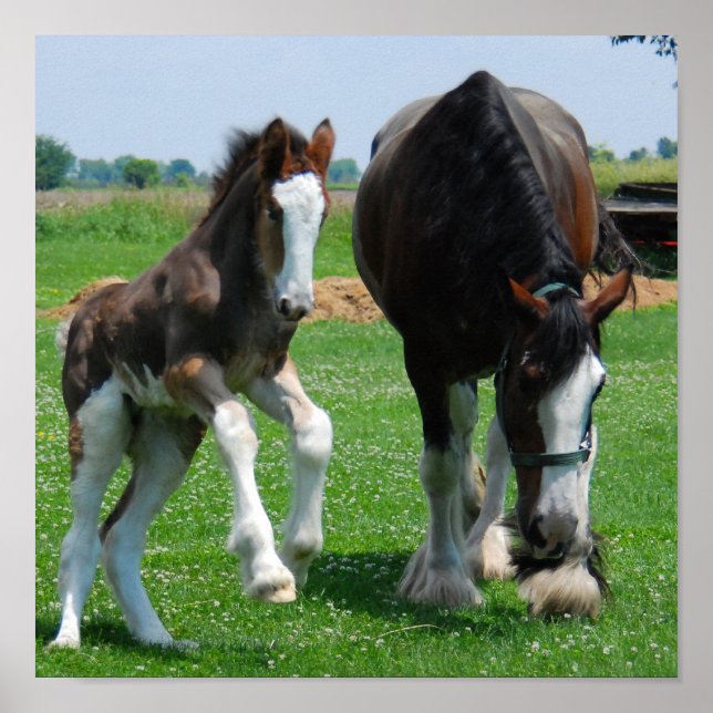 Affiche clydesdale et filly print (Devant)