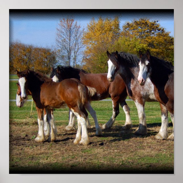Affiche clydesdale group print (Devant)