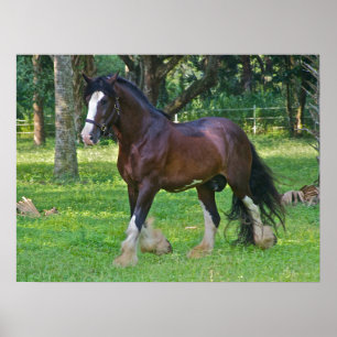 Affiche Clydesdale Horse