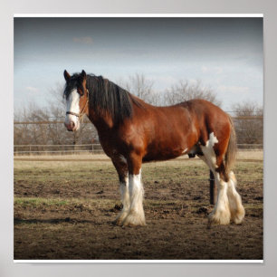 Affiche Clydesdale stud Print