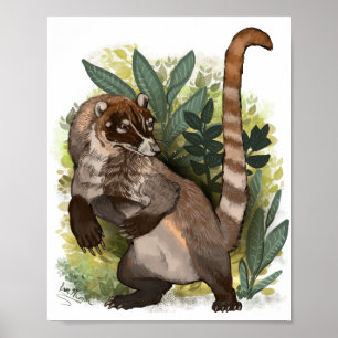 Affiche Coatamundi ou Coati noir blanc