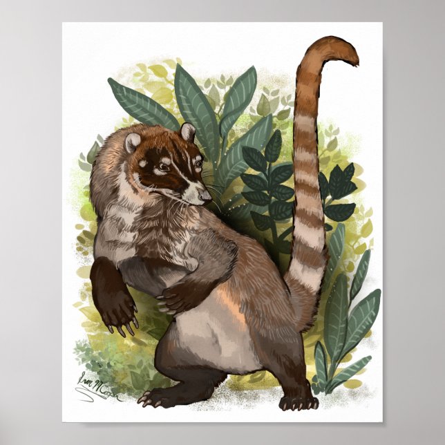 Affiche Coatamundi ou Coati noir blanc (Devant)