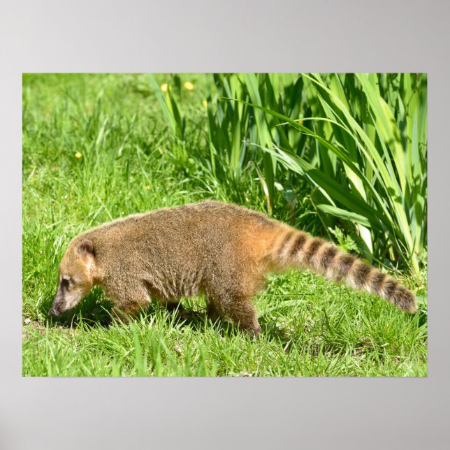 Affiche Coati à queue de ceinture sur l'herbe (Devant)