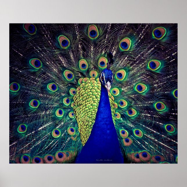 Affiche Cobalt Blue Peacock (Devant)