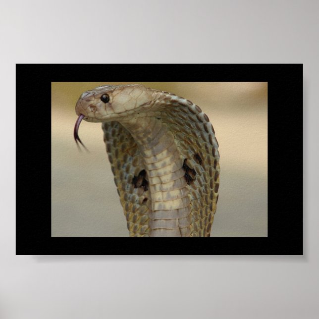 AFFICHE COBRA (Devant)