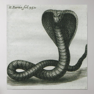 Affiche Cobra