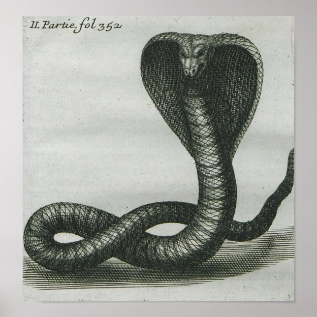 Affiche Cobra (Devant)