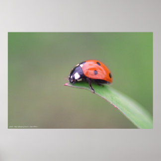 Affiche coccinelle