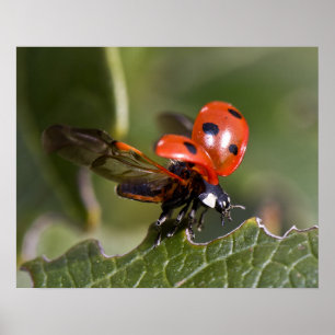 Affiche Coccinelle
