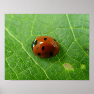 Affiche coccinelle