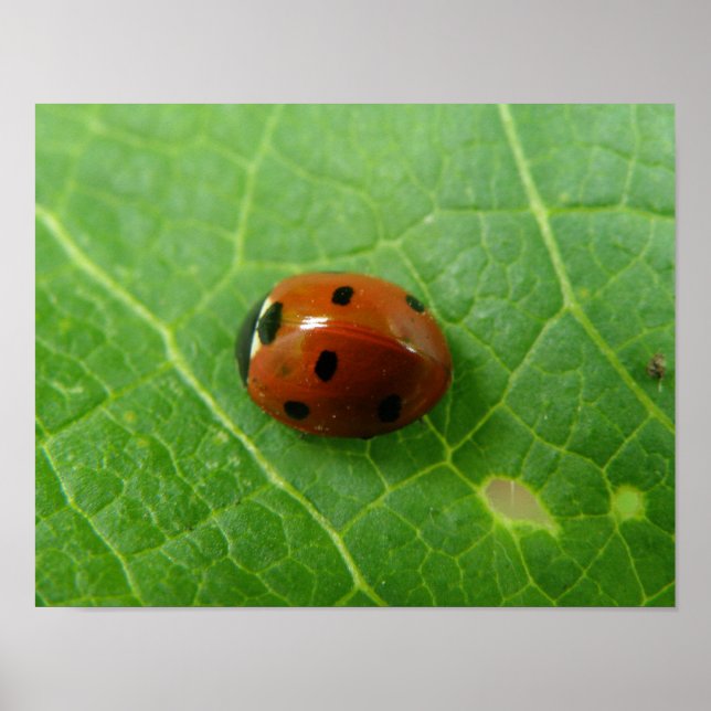 Affiche coccinelle (Devant)