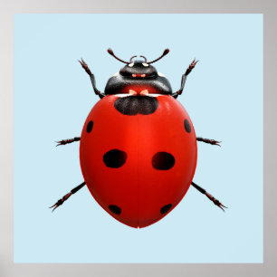 Affiche Coccinelle Chanceuse