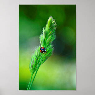 Affiche Coccinelle noire