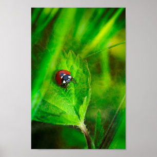 Affiche Coccinelle rouge
