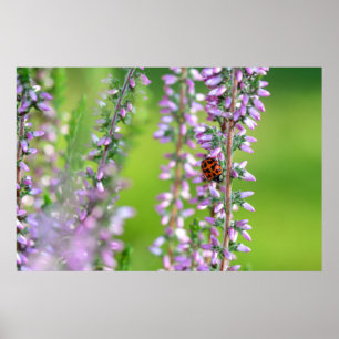 Affiche Coccinelle sur des fleurs violettes