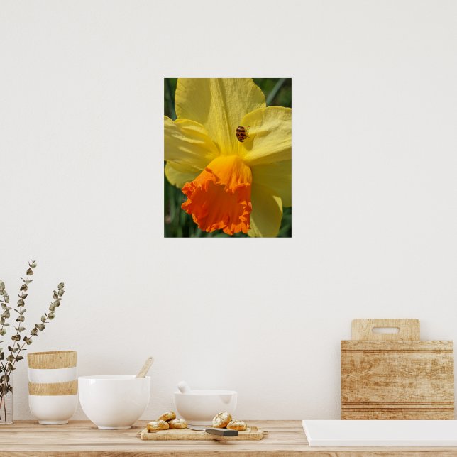 Affiche Coccinelle sur fleur de narcisse jaune Floral (Cuisine)