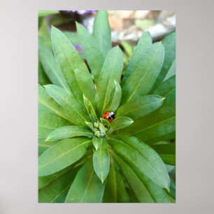 Affiche Coccinelle sur fleurs