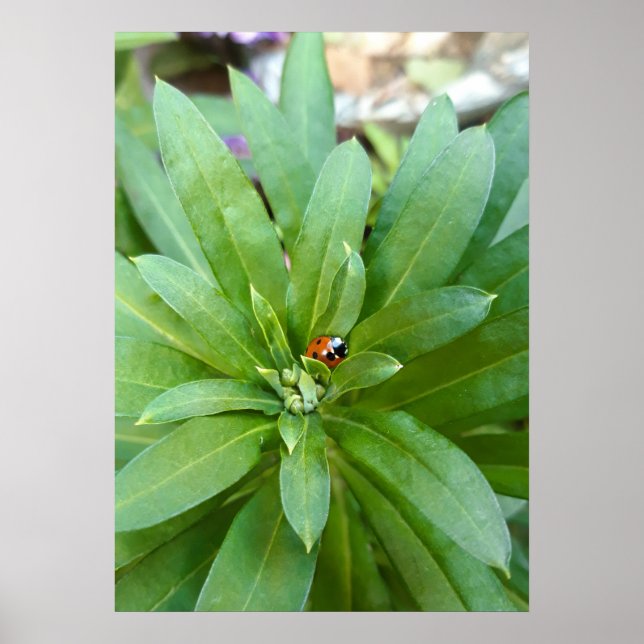 Affiche Coccinelle sur fleurs (Devant)