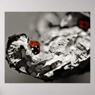 Affiche Coccinelles