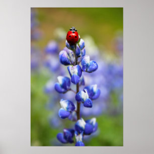 Affiche Coccinelles chanceuses