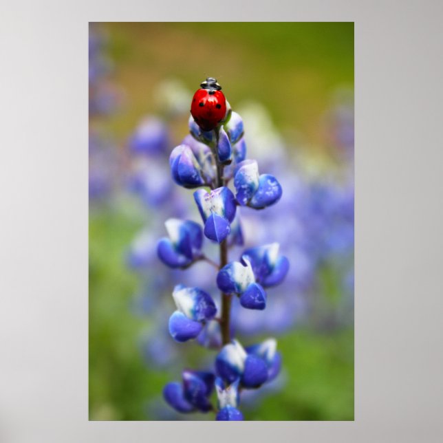 Affiche Coccinelles chanceuses (Devant)