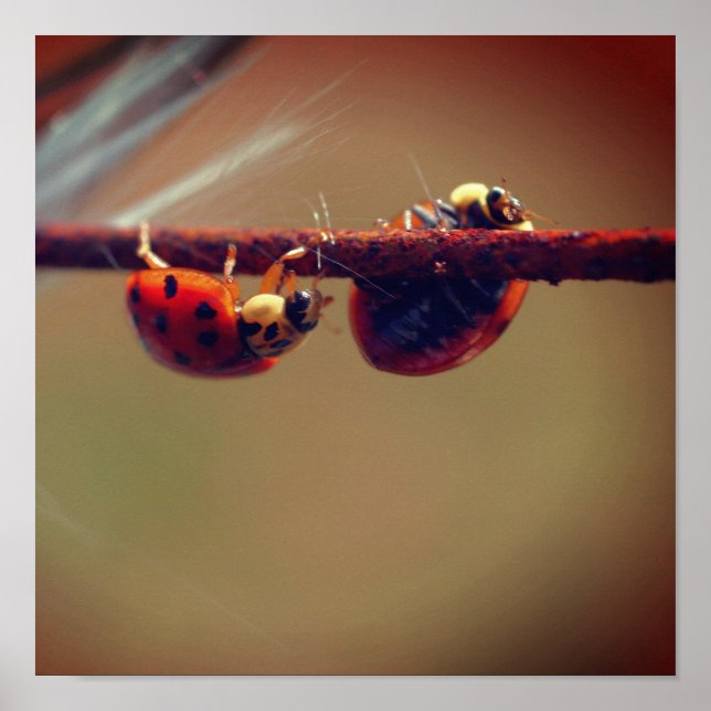 Affiche Coccinelles en équilibre de près (Devant)
