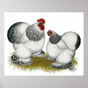 Affiche Cochins : Bantams colombiens