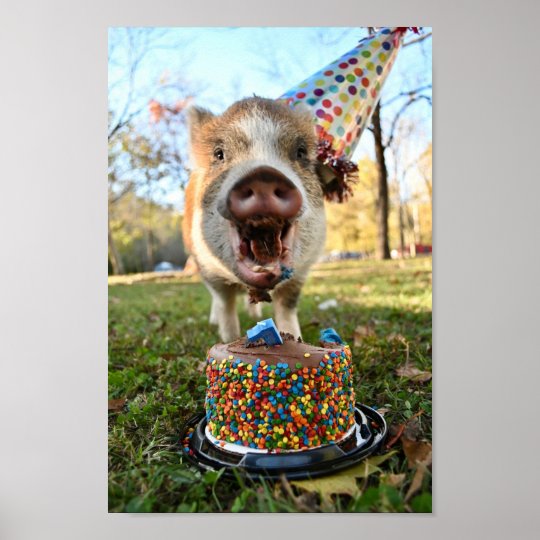 Affiche Cochon D Anniversaire Amusant Zazzle Fr