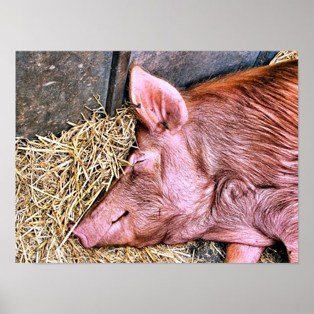 AFFICHE COCHON MIGNON (Devant)