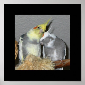Affiche Cockatiles