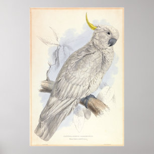 Affiche Cockatoo à aigrettes de soufre