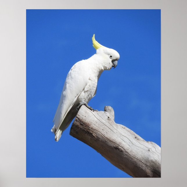 Affiche Cockatoo à pois de soufre (Devant)