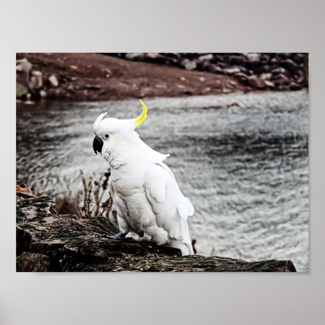 Affiche Cockatoo À Pot De Soufre (Devant)