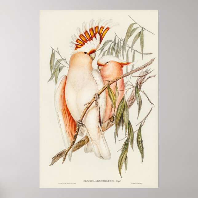 Affiche Cockatoo du leader par Elizabeth Gould (Devant)