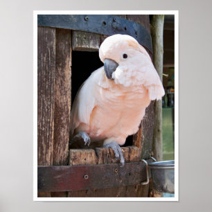 Affiche Cockatoo Moluccan