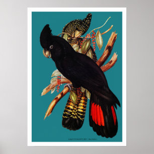 Affiche Cockatoo noir vintage   Elizabeth Gould 1800s