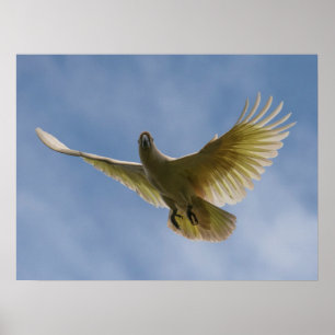 Affiche Cockatoo Oiseau Parrot Animal Voler Ciel