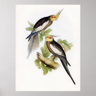 Affiche Cockatoo Parrot Cockatiel