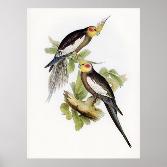 Affiche Cockatoo Parrot Cockatiel (Devant)